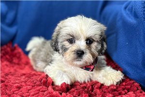 Anderson - puppy for sale