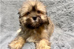 Brandon - Lhasa Apso for sale