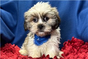 Abbott - puppy for sale