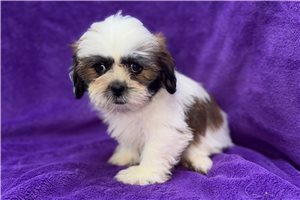 Lulu - Lhasa Apso for sale