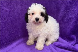 Gretchen - Poodle, Miniature for sale