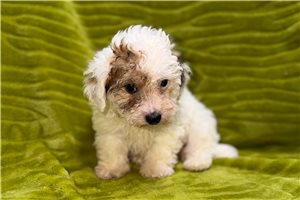 Gideon - Poodle, Miniature for sale