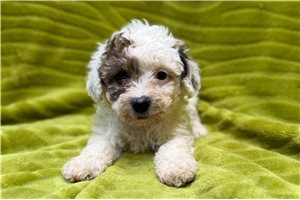 Gideon - Poodle, Miniature for sale
