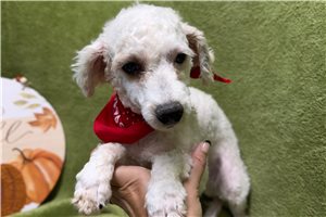 Gideon - Miniature Poodle for sale