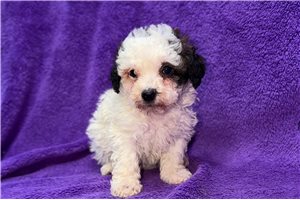 Gretchen - Poodle, Miniature for sale