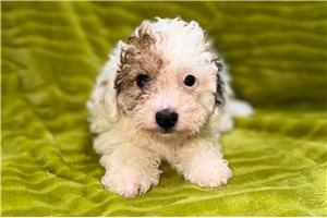Gideon - Poodle, Miniature for sale