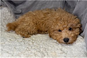 Zazu - Poodle, Toy for sale