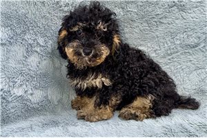 Yukon - Poodle, Toy for sale