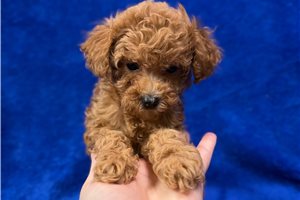 Blake - puppy for sale