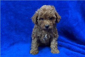 Beckett - Poodle, Toy for sale