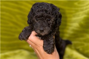 North - puppy for sale