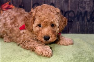 Skip - Toy Poodle for sale