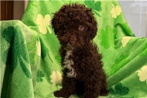 Everett - Poodle, Toy for sale