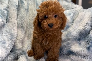 Beckett - Poodle, Toy for sale