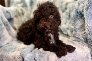 Everett - Poodle, Toy for sale