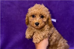 Yola - Toy Poodle for sale