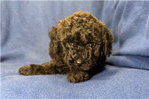 Worf - Poodle, Toy for sale