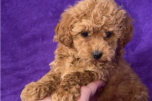 Brielle - Poodle, Toy for sale