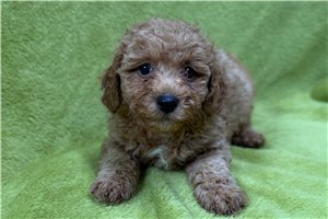 Ziggy - puppy for sale