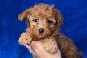 Benjamin - puppy for sale