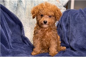 Blake - Poodle, Toy for sale