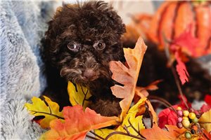 Zane - Toy Poodle for sale