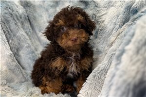 Edgar - Poodle, Toy for sale