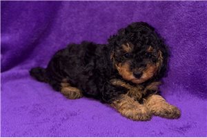 Willa - Poodle, Toy for sale