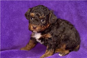 Elena - puppy for sale