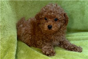 Bennett - Poodle, Toy for sale