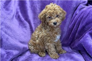 Brooke - Poodle, Toy for sale