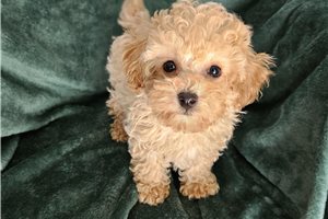 Elliott - Toy Poodle for sale
