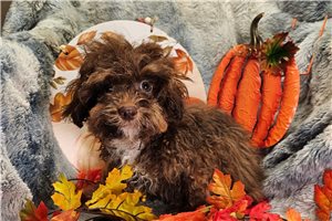 Zahara - Toy Poodle for sale