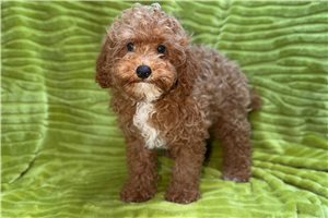 Frankie - Poodle, Toy for sale