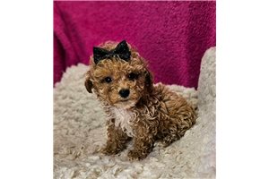 Mercury - Toy Poodle for sale