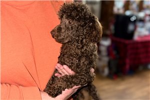 Kaiden - Poodle, Toy for sale