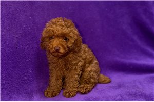 Yeska - Poodle, Toy for sale