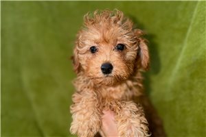 Benjamin - Toy Poodle for sale