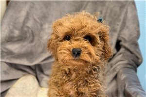 Wren - puppy for sale