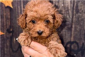 Tori - puppy for sale