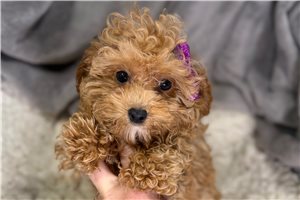 Zara - puppy for sale