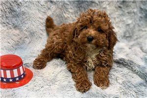 Frankie - Poodle, Toy for sale