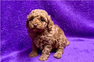 Yeska - Poodle, Toy for sale