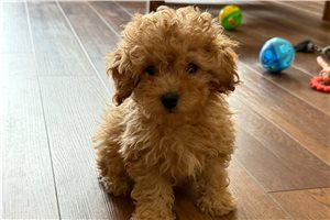 Argo - puppy for sale