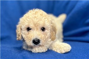 Wilson - Poodle, Toy for sale