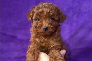 Bailey - puppy for sale