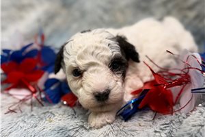 Gretchen - Miniature Poodle for sale
