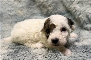Gideon - puppy for sale