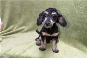 Yukon - Toy Poodle for sale