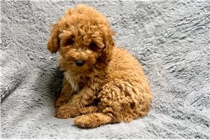 Ziggy - Poodle, Toy for sale